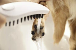 Hansgrohe DogShower Hundebrause 3jet 26640700 Mattweiss -Hansgrohe Store hansgrohe DogShower Hundebrause 3jet 26640700 mattweiss